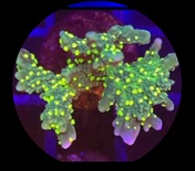 Montipora Hirsuta (2-4 CM)