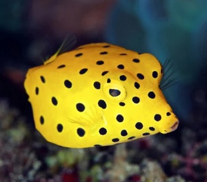 Cubicus Boxfish EXPERT ONLY