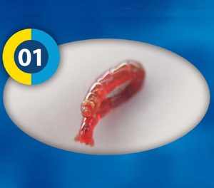 ديدان الدم أغذية الأسماك المجمدة 100جم  - 3F