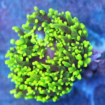Neon Green Hairy Mushroom - WYSIWYG - WYS018