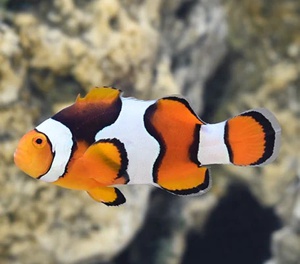 True Percula Clownfish (Papua New Guinea)