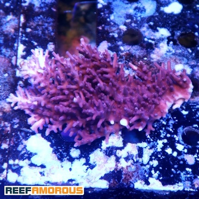 Red Dragon Acropora Colony WYSIWYG - WYS054