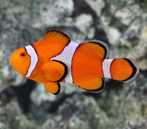 Ocellaris Clownfish - Medium