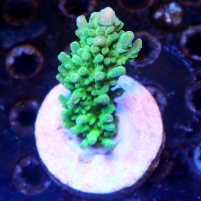 WWC Yellow Tip Acropora WYSIWYG - WYS053