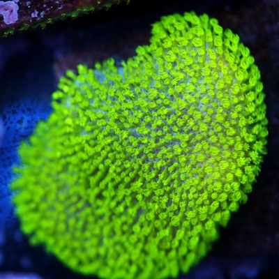 Neon Polyp Toadstool Leather Coral  WYSIWYG - WYS016