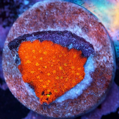 Golden Yellow Pavona Coral WYSIWYG - WYS008