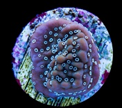 Montipora Undata Coral 1.5cm