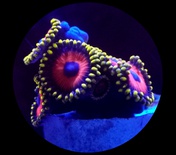 Red Eagle Eye Zoanthid (2 Heads Min)