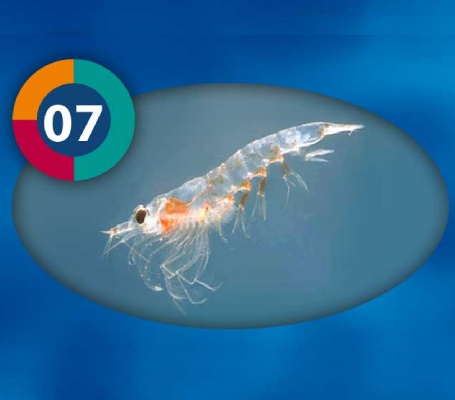 Krill Pacifica Frozen Fish Food 100gm - 3F