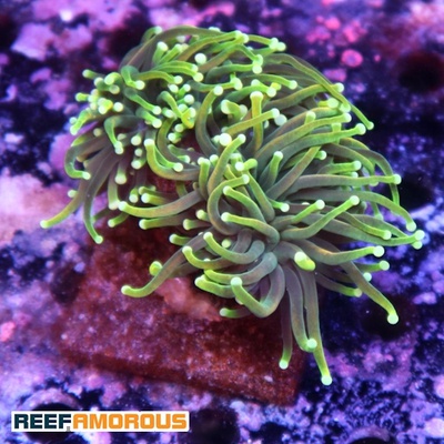 Gold Dragon Soul Torch Coral 3 Heads - WYSIWYG - WYS030