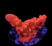 Setosa Montipora (2-3cm)