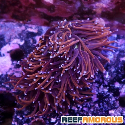 Gold Torch Coral 5 Heads - WYSIWYG - WYS025