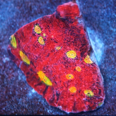 Frosted Fire Chalice Coral WYSIWYG - WYS011