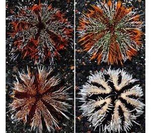Pincushion Urchin, Hairy