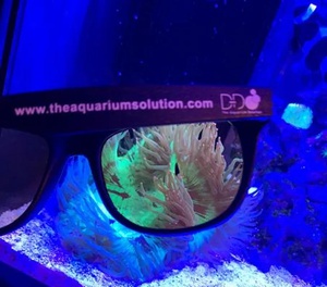 D-D Coral Viewing Sunglasses