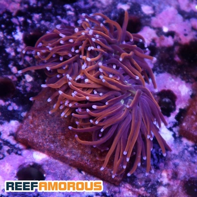 Gold Torch Coral 3 Heads - WYSIWYG - WYS026