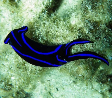 Blue Velvet Nudibranch EXPERT ONLY