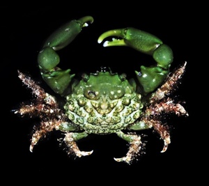 Emerald Crab(Caribbean)