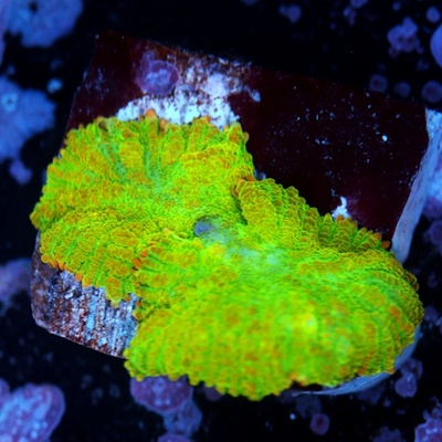 Tequila Sunrise Rhodactis Mushroom Coral 1 Head  WYSIWYG - WYS006