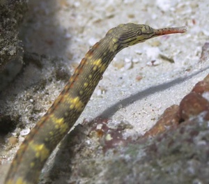 Yellow Scribbled Pipefish
