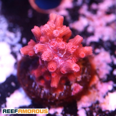 WWC Strawberry Branching Cyphastrea Coral WYSIWYG - WYS039