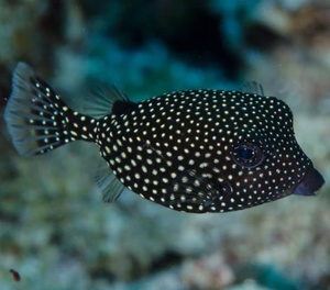 Cubicus Boxfish EXPERT ONLY