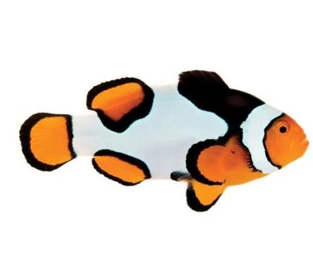 Picasso Clownfish (Captive-Bred)