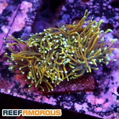 24k Torch Coral 3 Heads - WYSIWYG - WYS024