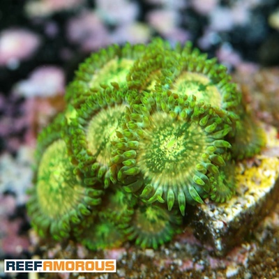 Milky Ways Zoanthid WYSIWYG - WYS048
