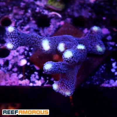 Sanjay Milka Stylophora - WYSIWYG - WYS036