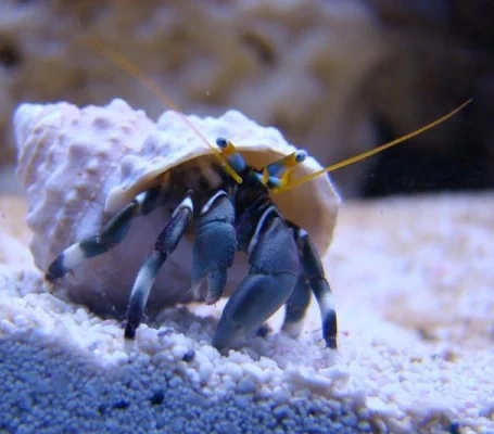 White-claw Hermit Crab