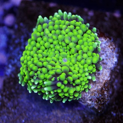 Ricordea florida Ultra Green - WYSIWYG - WYS001
