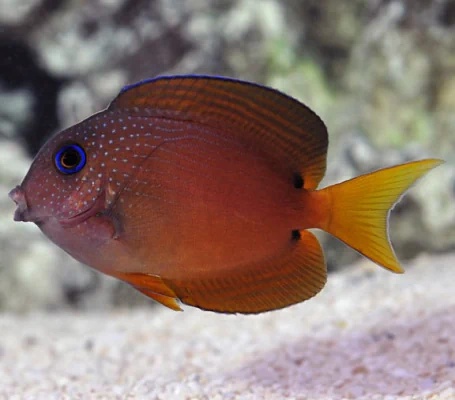 Two Spot Bristletooth Tang
