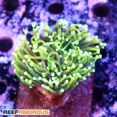 Gold Dragon Soul Torch Coral 2 Heads - WYSIWYG - WYS029