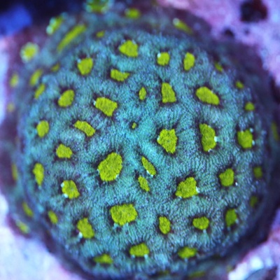 Blue Yellow Eye Favitas Coral WYSIWYG - WYS019