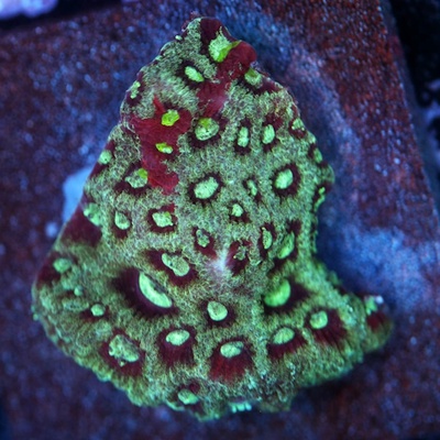 Red & Green War Coral WYSIWYG - WYS013