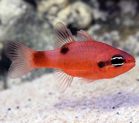 Flame Cardinalfish