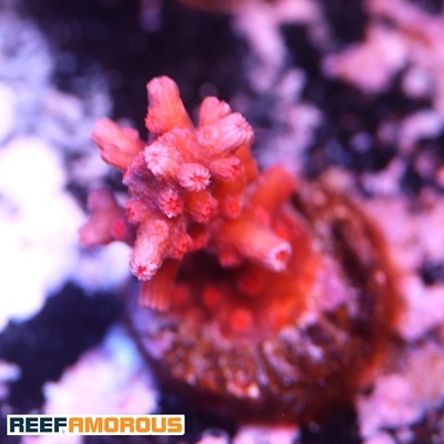 WWC Strawberry Branching Cyphastrea Coral WYSIWYG - WYS040