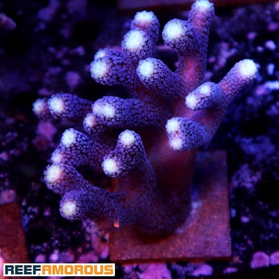 Sanjay Milka Stylophora - WYSIWYG - WYS037