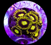 LA Lakers Zoanthid (3 Heads)