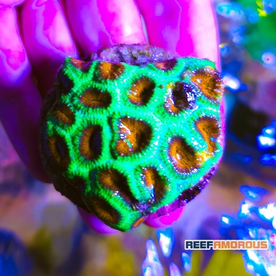 Christmas Tree Favia Coral - WYSIWYG - WYS021