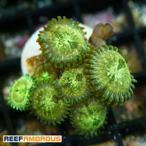 Milky Ways Zoanthid WYSIWYG - WYS049