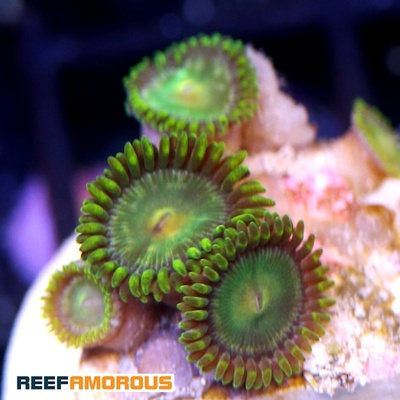 Green Bay Packers Zoanthid WYSIWYG - WYS043