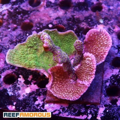 Mix Montipora Garden - WYSIWYG - WYS033