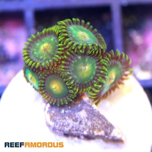 Green Bay Packers Zoanthid WYSIWYG - WYS042