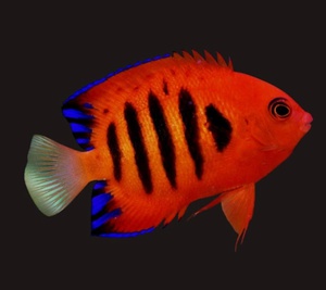 Flame Angelfish(Marshall islands)