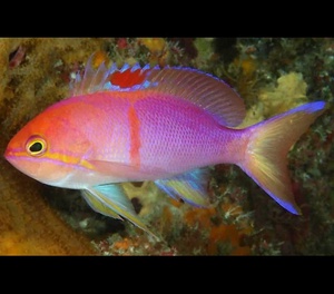 Orangebar Anthias - Female