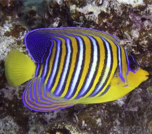 Regal Angelfish EXPERT ONLY - Indian Ocean