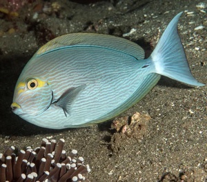 Elongate Surgeonfish - Large