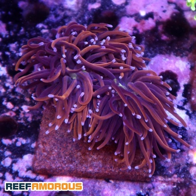Gold Torch Coral 3 Heads - WYSIWYG - WYS027